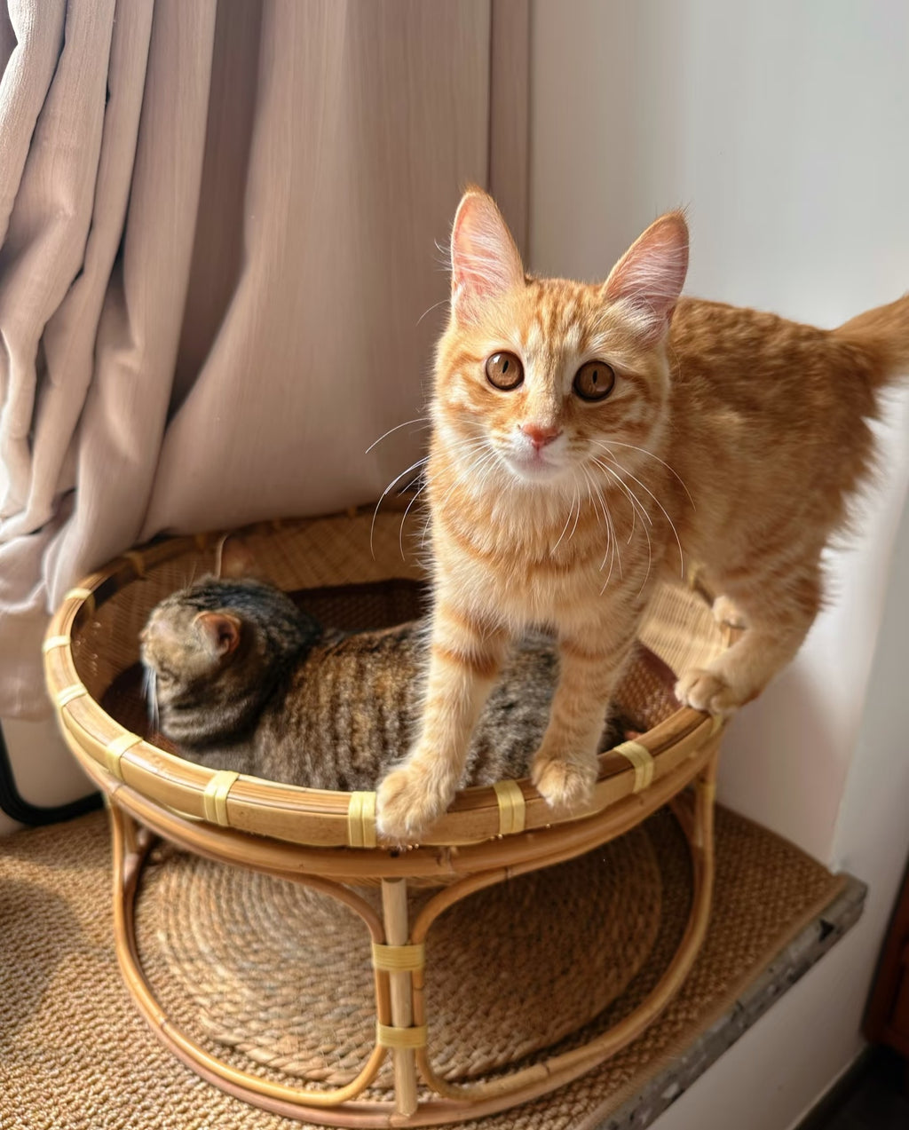 Handwoven Bamboo Cat Bed with Base, Four Seasons Universal Pet Nest, Moisture-Proof & Moth-Proof Breathable Cat House 30cm