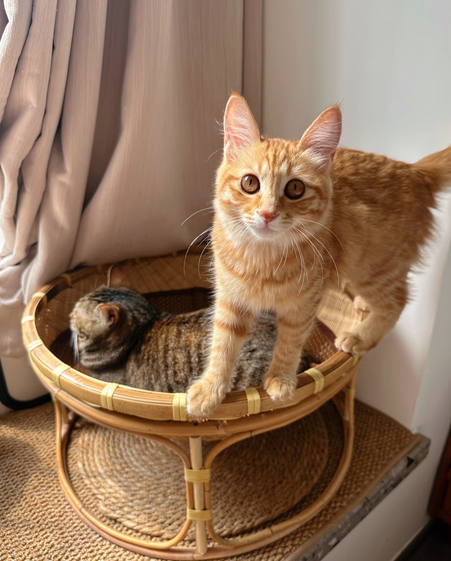 Handwoven Bamboo Cat Bed with Base, Four Seasons Universal Pet Nest, Moisture-Proof & Moth-Proof Breathable Cat House 30cm
